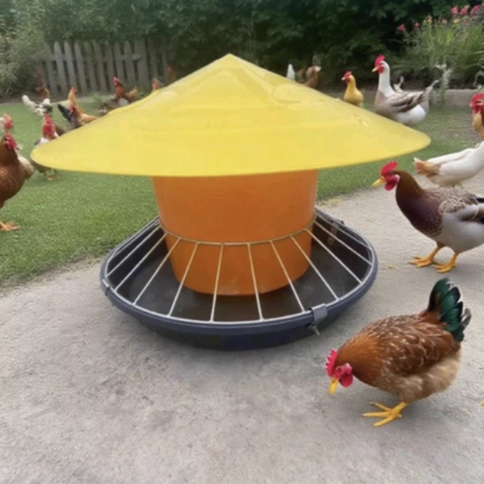 Round Fowl Feeder Large Capaci - Feeding 评论和价格