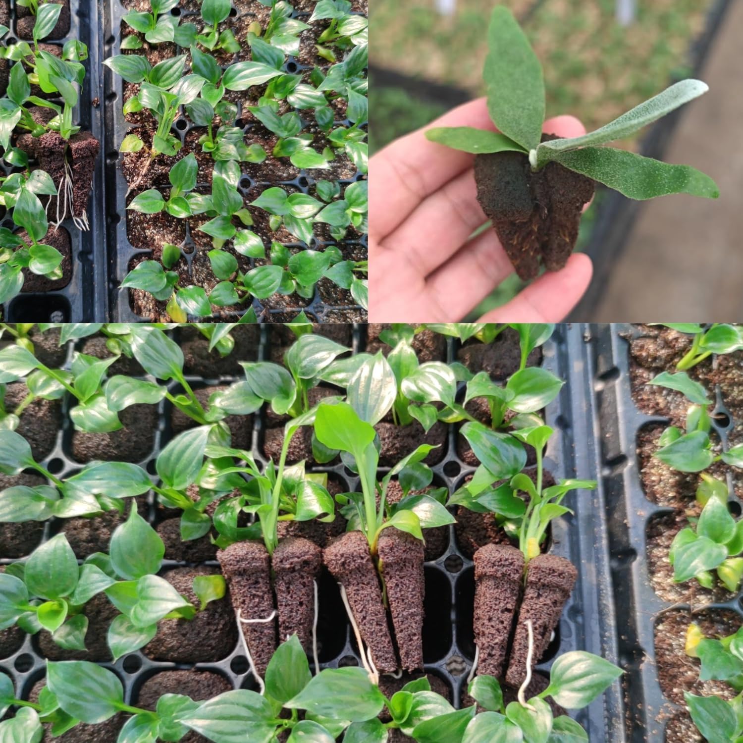 Hydroponic Rapid Grow Rooting  - Nursery 评论和价格